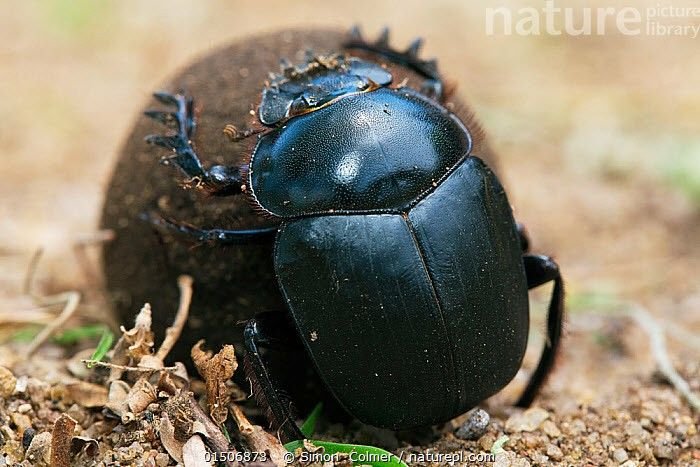 Dung Beetle in Tanzania